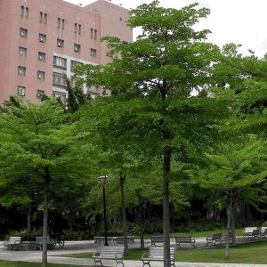 Cây Bàng Đài Loan
