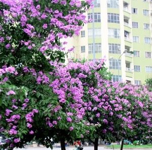 Cây bằng lăng