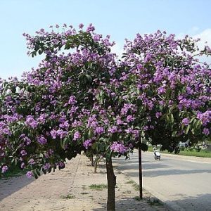 Cây bằng lăng
