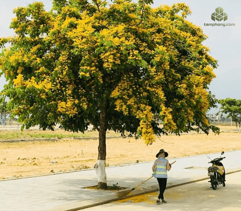 Cây Giáng Hương  