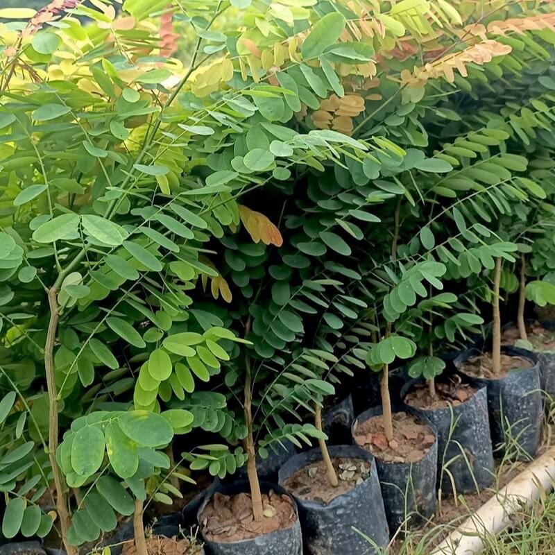 Cây Cẩm Lai 
