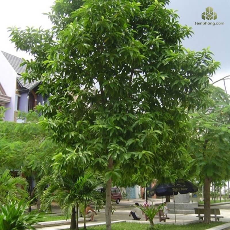 Cây Dầu Rái 