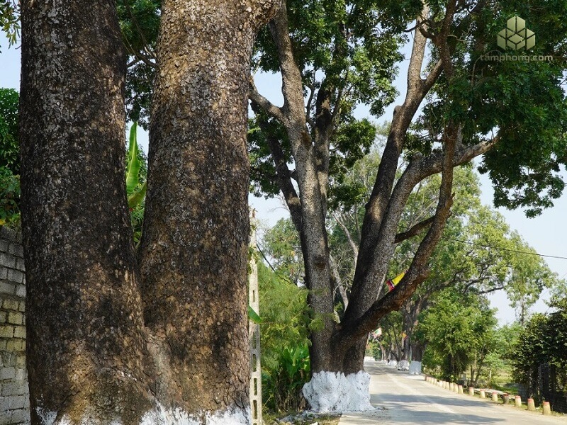Cây Xà Cừ