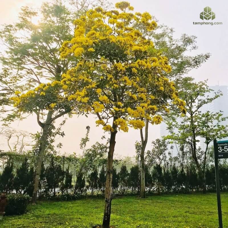 Cây Chuông Vàng công trình
