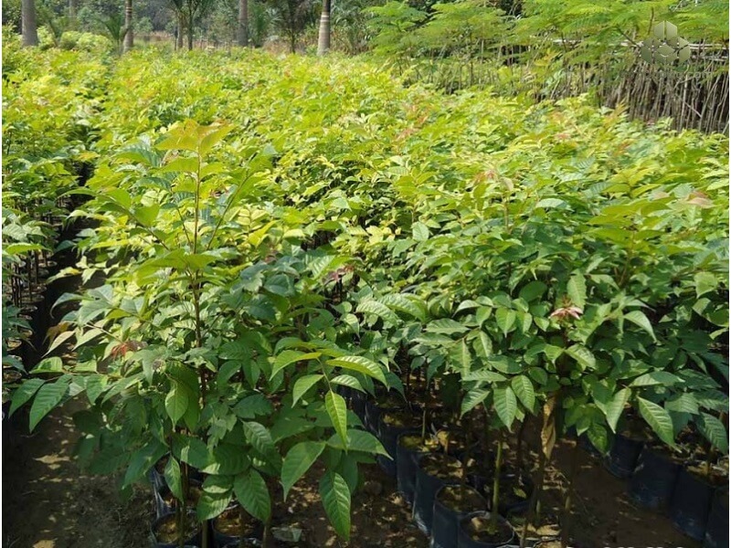 Cây Lát Hoa