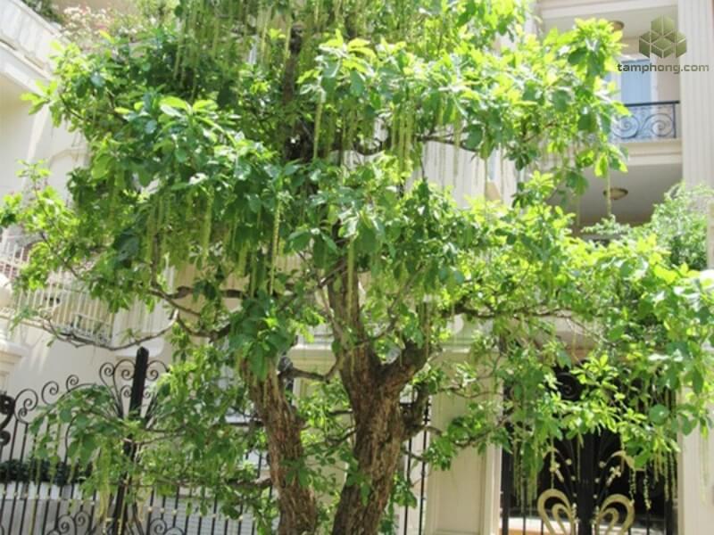 Cây Lộc Vừng