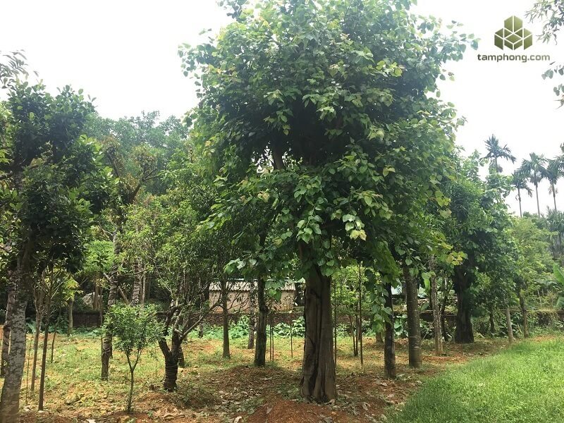 Cây Bồ Đề