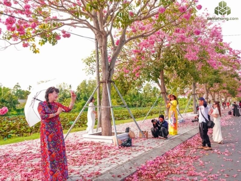 Cây Kèn Hồng