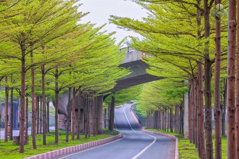 Cây Bàng Đài Loan 