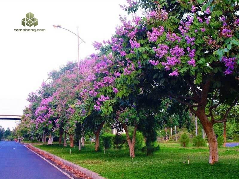 Giới thiệu cây công trình